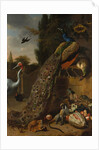 Peacocks, 1683 by Melchior d'Hondecoeter