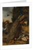 Peacocks, 1683 by Melchior d'Hondecoeter