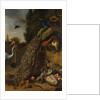 Peacocks, 1683 by Melchior d'Hondecoeter
