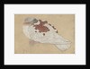 Bird, 18th century by Unknown