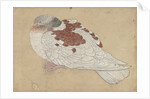 Bird, 18th century by Unknown