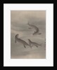 Otters Swimming, ca. 1890-92 by Seki Shuko