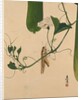 Lacquer Paintings of Various Subjects: Grasshopper on Gourd Vine, 1882 by Shibata Zeshin