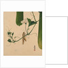 Lacquer Paintings of Various Subjects: Grasshopper on Gourd Vine, 1882 by Shibata Zeshin