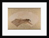 Waves and Rocks, late 19th century by Shibata Zeshin