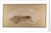 Waves and Rocks, late 19th century by Shibata Zeshin