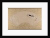 Birds, late 19th century by Shibata Zeshin