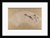 Birds, late 19th century by Shibata Zeshin