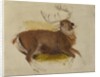Dying Stag, ca. 1830 by Edwin Henry Landseer