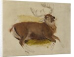 Dying Stag, ca. 1830 by Edwin Henry Landseer