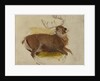 Dying Stag, ca. 1830 by Edwin Henry Landseer