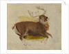 Dying Stag, ca. 1830 by Edwin Henry Landseer