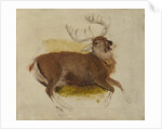 Dying Stag, ca. 1830 by Edwin Henry Landseer