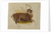 Dying Stag, ca. 1830 by Edwin Henry Landseer