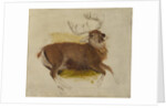 Dying Stag, ca. 1830 by Edwin Henry Landseer