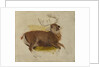 Dying Stag, ca. 1830 by Edwin Henry Landseer