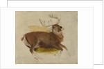Dying Stag, ca. 1830 by Edwin Henry Landseer