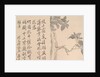Cassia Tree by Unknown
