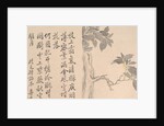 Cassia Tree by Unknown