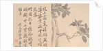 Cassia Tree by Unknown