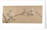 Magnolia, dated 1549 by Unknown