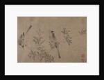 Chinese Bulbuls on Flowering Cherry-Apple by Unknown