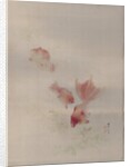 Goldfish, ca. 1887 by Watanabe Seitei