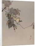 Birds on a Branch, ca. 1887 by Watanabe Seitei