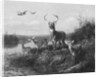 On the Qui Vive, Buck and Three Does, 1871 by Arthur Fitzwilliam Tait