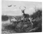 On the Qui Vive, Buck and Three Does, 1871 by Arthur Fitzwilliam Tait