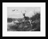 On the Qui Vive, Buck and Three Does, 1871 by Arthur Fitzwilliam Tait