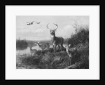 On the Qui Vive, Buck and Three Does, 1871 by Arthur Fitzwilliam Tait