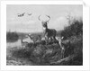 On the Qui Vive, Buck and Three Does, 1871 by Arthur Fitzwilliam Tait