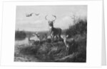 On the Qui Vive, Buck and Three Does, 1871 by Arthur Fitzwilliam Tait
