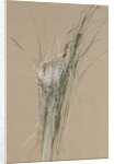 Bird's Nest in Cattails, ca. 1875 by Fidelia Bridges