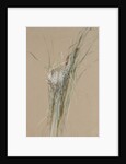 Bird's Nest in Cattails, ca. 1875 by Fidelia Bridges