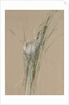 Bird's Nest in Cattails, ca. 1875 by Fidelia Bridges