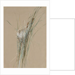 Bird's Nest in Cattails, ca. 1875 by Fidelia Bridges