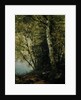 Study of Beeches, 1872 by John Frederick Kensett