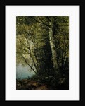 Study of Beeches, 1872 by John Frederick Kensett