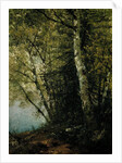 Study of Beeches, 1872 by John Frederick Kensett