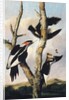 Ivory-billed Woodpeckers, ca. 1830-31 by Joseph Bartholomew Kidd