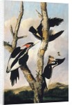 Ivory-billed Woodpeckers, ca. 1830-31 by Joseph Bartholomew Kidd