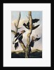 Ivory-billed Woodpeckers, ca. 1830-31 by Joseph Bartholomew Kidd