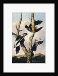 Ivory-billed Woodpeckers, ca. 1830-31 by Joseph Bartholomew Kidd
