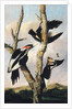 Ivory-billed Woodpeckers, ca. 1830-31 by Joseph Bartholomew Kidd