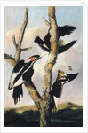 Ivory-billed Woodpeckers, ca. 1830-31 by Joseph Bartholomew Kidd