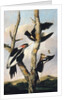 Ivory-billed Woodpeckers, ca. 1830-31 by Joseph Bartholomew Kidd