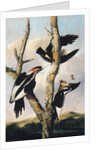 Ivory-billed Woodpeckers, ca. 1830-31 by Joseph Bartholomew Kidd