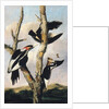 Ivory-billed Woodpeckers, ca. 1830-31 by Joseph Bartholomew Kidd
